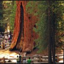 나무교역 이미지