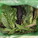 라움팜 | 쌈야채 신선하게 받아본 라움팜 모듬 쌈채소 600g 후기