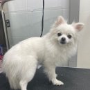 지오동물병원 이미지