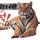 범띠방 출석방! 이미지