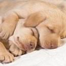 꿈꾸는강아지 이미지