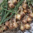 다마내기 이미지