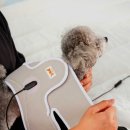 대디동물병원 | 시리어스펫 슬개골 따땃망토 후기, 강아지 슬개골·고관절 탈구 온열 치료 완벽 해결