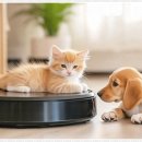 베베펫 천안 강아지분양 고양이분양 이미지