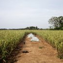 하모리-23 이미지