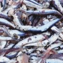 외포리식당 네이버블로그