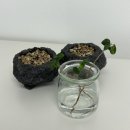 중앙원예 | 바로크 벤자민 고무나무 물꽂이 후 화분에 심기 (다이소 원예용품 후기)