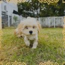 댕댕이꺼 이미지