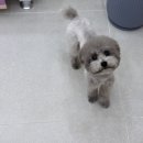 꼬몽스 이미지