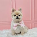 메리몰펫샵(사직점) 이미지