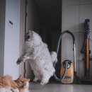 고양이날다 이미지