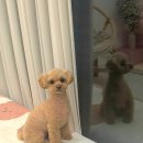 브리앙뜨몽 이미지