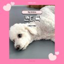 캔디독 | 하남 애견 카페 미사호수 데이트 코스 추천 캔디독