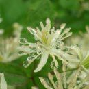 장모사랑 이미지