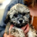 댕댕이# 이미지