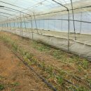 정현덕농장 이미지