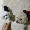 벤지 | 벤지앤레아 퍼펙트바이츠 후기