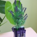 제일프로메드 이미지