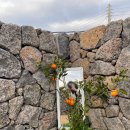 고븐달 제주 이미지