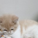 오늘도, 그루밍 이미지