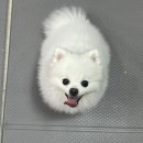 행복한요나네 이미지