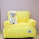 달링하이강아지분양 - 4586 | 달링하이강아지분양