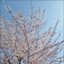 벚나무공원 화장실 이미지