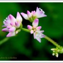 꽃며느리 이미지