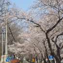 화개초등학교 | 2026 하동 벚꽃축제 개화현황 솔직후기