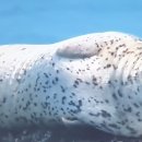 점박이 물범가족 이미지