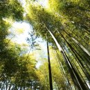 아름다운 한국 - 부산 기장 아홉산 숲 이미지
