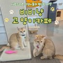 문흥초등학교 | 광주 고양이 카페 비비냥고양이카페 아이와 갈만한 곳