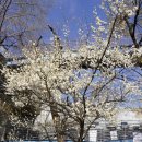 청계천변(신답역뒤) | 2025년 3월 서울 용답역/신답역/답십리역 청계천 하동매실거리 매화꽃 구경 !