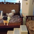 지나펫살롱 이미지