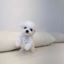 강아지분양 애견입양 아이러브독 수원점 말티푸미니비숑포메 이미지