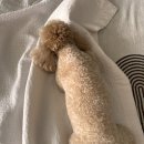 천사 펫하우스 이미지