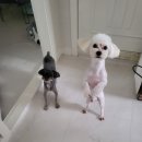 펫메이트(주) 이미지