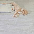 열린파크 | 오산 반려동물 테마파크에서 열린 2025 오산시 댕댕이축제 후기 &lt;시민기자단 오수진&gt;