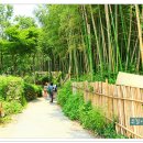 대숲속으로 이미지