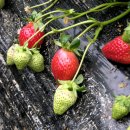 운향농장 이미지