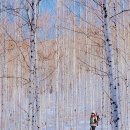 원대리 자작나무숲 이미지