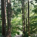 스타산악회 107차산행은 전남장성의 축령산 자연휴양림으로 갑니다. 이미지