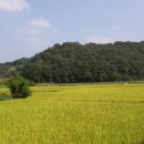 황금들녁 이미지