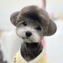 천안애견미용학원