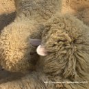 미니목장 이미지