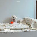 애견호텔 | 화곡 애견호텔 댕모닝 만족스러웠던 후기