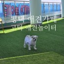 미남커피고덕하늘채점 | 평택 애견카페 :: <고덕 애견놀이터> 테라스 운동장에서 꼬미랑 힐링! 역대급 깨끗함!