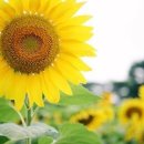 그루터기 이미지