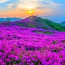 황매산 철쭉제 이미지