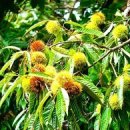 &#34; 국감 나와도 문제,숨어도 문제(김현지)&#34; 이미지